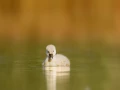 Regard d'oiseaux par Amar Guillen, Artiste photographe.
