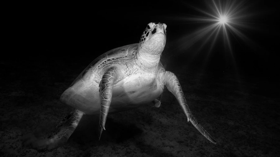 Regard de poisson par Amar Guillen, Artiste photographe.