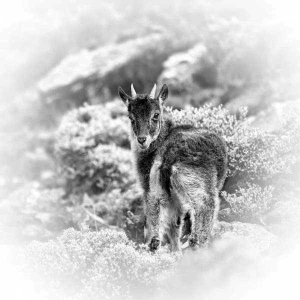 Regard de mammifères en noir et blanc par Amar Guillen, Artiste