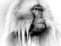 Wild mammal looks by Amar Guillen, photographer artist.