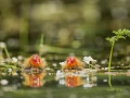 Regard d'oiseaux par Amar Guillen, Artiste photographe.