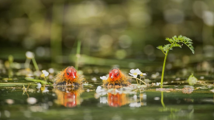 Regard d'oiseaux par Amar Guillen, Artiste photographe.