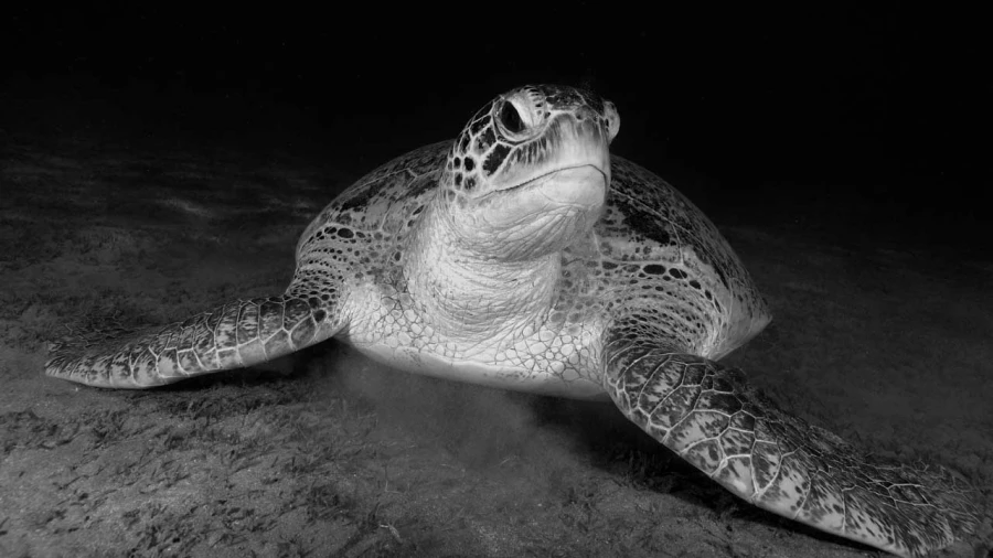Regard de poisson par Amar Guillen, Artiste photographe.