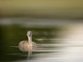 Regard d'oiseaux par Amar Guillen, Artiste photographe.