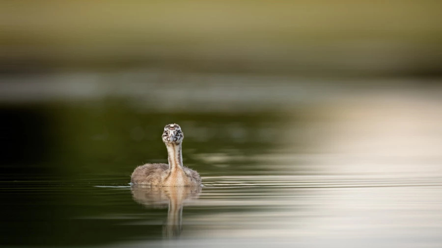 Regard d'oiseaux par Amar Guillen, Artiste photographe.