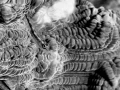 Regard de poisson par Amar Guillen, Artiste photographe.
