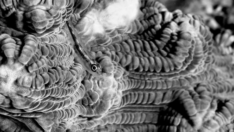 Regard de poisson par Amar Guillen, Artiste photographe.