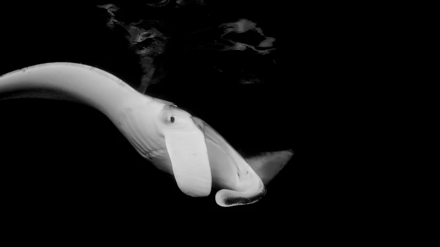 Regard de poisson par Amar Guillen, Artiste photographe.