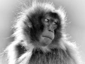 Regard de mammifères en noir et blanc par Amar Guillen, Artiste