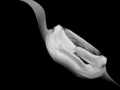 Regard de poisson par Amar Guillen, Artiste photographe.