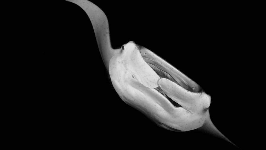Regard de poisson par Amar Guillen, Artiste photographe.