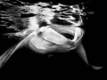 Fish look by Amar Guillen, photographer artist.