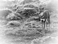 Wild mammal looks by Amar Guillen, photographer artist.