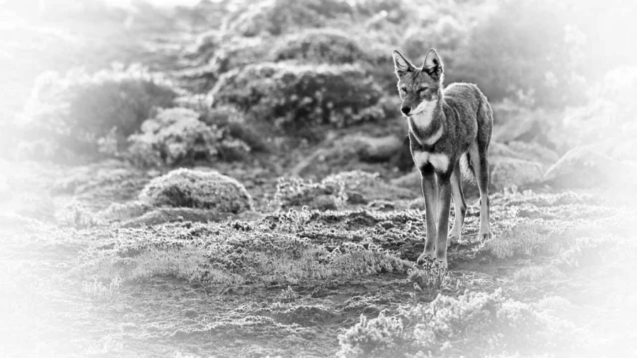 Wild mammal looks by Amar Guillen, photographer artist.