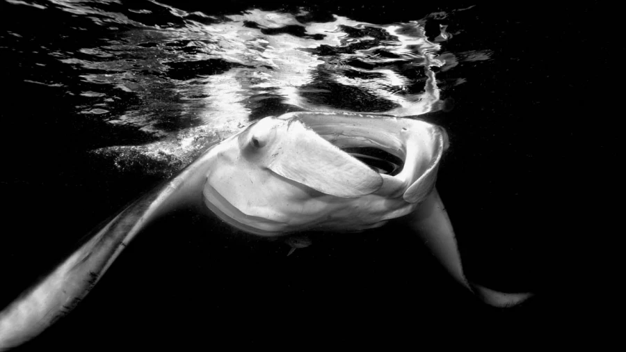 Regard de poisson par Amar Guillen, Artiste photographe.