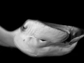 Fish look by Amar Guillen, photographer artist.