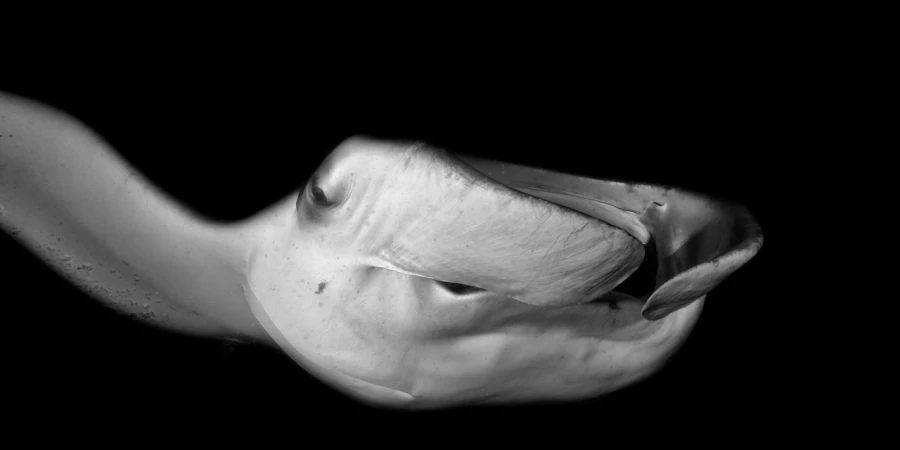 Regard de poisson par Amar Guillen, Artiste photographe.