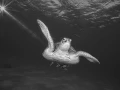 Regard de poisson par Amar Guillen, Artiste photographe.