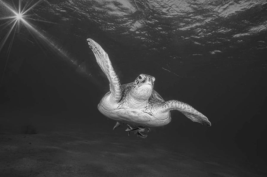 Regard de poisson par Amar Guillen, Artiste photographe.