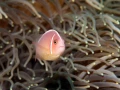 Fish look by Amar Guillen, photographer artist.