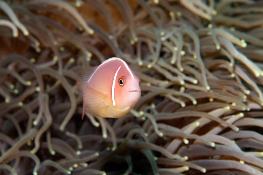 Regard de poisson par Amar Guillen, Artiste photographe.