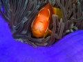Regard de poisson par Amar Guillen, Artiste photographe.
