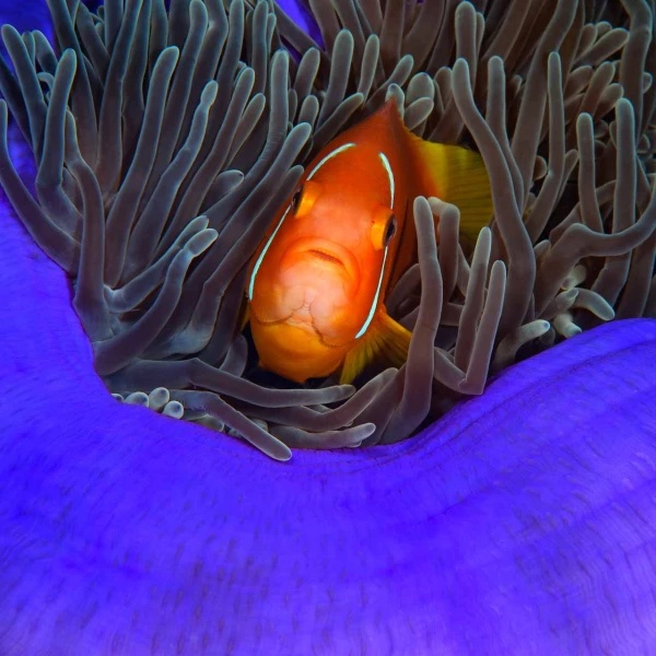 Regard de poisson par Amar Guillen, Artiste photographe.