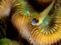 Regard de poisson par Amar Guillen, Artiste photographe.