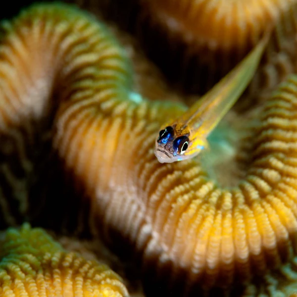 Regard de poisson par Amar Guillen, Artiste photographe.