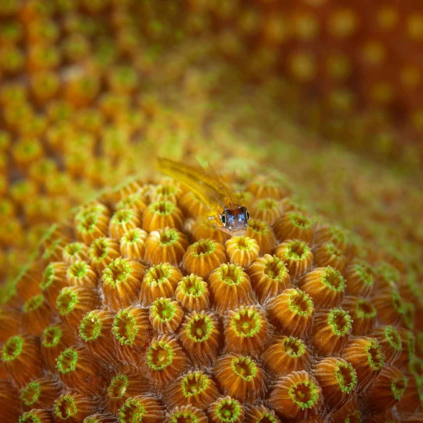 Fish look by Amar Guillen, photographer artist.