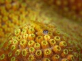 Regard de poisson par Amar Guillen, Artiste photographe.
