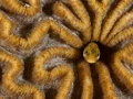 Regard de poisson par Amar Guillen, Artiste photographe.