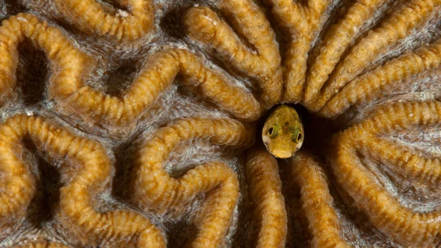 Regard de poisson par Amar Guillen, Artiste photographe.
