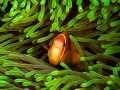 Regard de poisson par Amar Guillen, Artiste photographe.