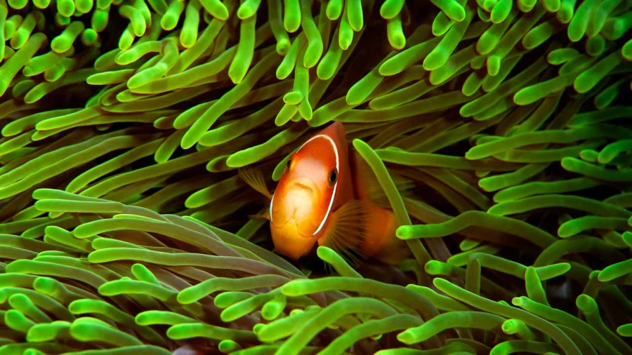Regard de poisson par Amar Guillen, Artiste photographe.