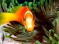 Regard de poisson par Amar Guillen, Artiste photographe.