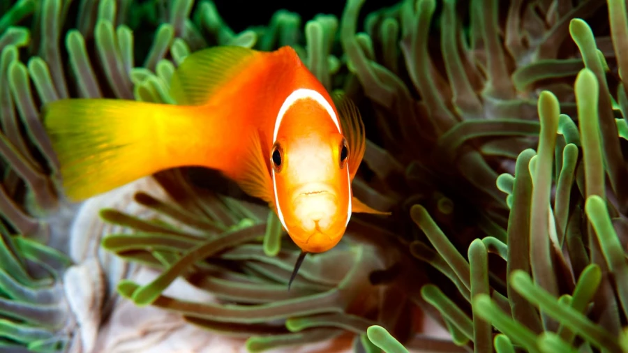 Regard de poisson par Amar Guillen, Artiste photographe.