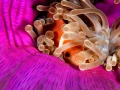 Regard de poisson par Amar Guillen, Artiste photographe.