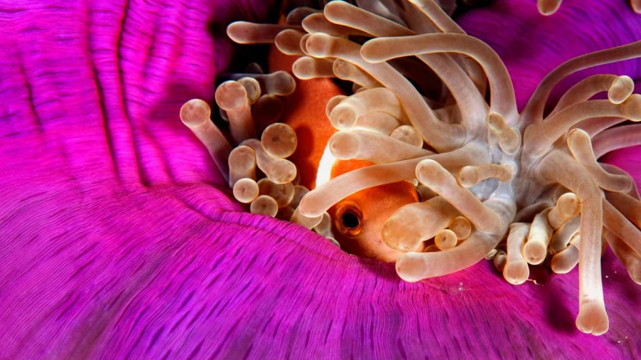 Regard de poisson par Amar Guillen, Artiste photographe.