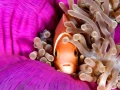 Fish look by Amar Guillen, photographer artist.