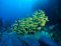 Wreck of Salem Express in Safaga Red Sea in Egypt by Amar Guille