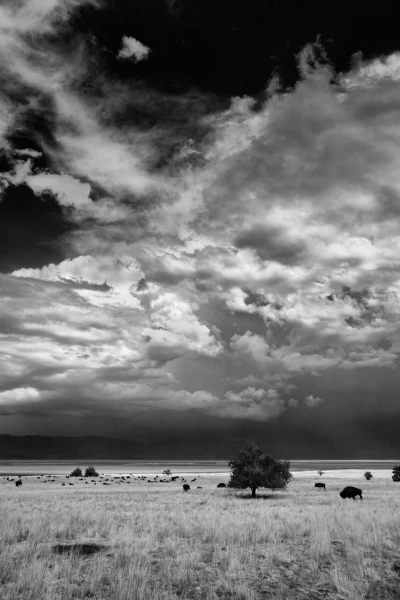 Photo de paysage en noir et blanc par  Amar Guillen, Artiste pho