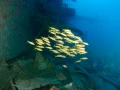L'épave du Salem Express à Safaga en Mer Rouge en Egypte  Amar