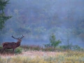 Photo d'un cerf pendant le brame du cerf par Amar Guillen, Artis