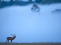 Photo d'un cerf pendant le brame du cerf par Amar Guillen, Artis