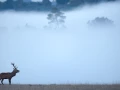 Photo d'un cerf pendant le brame du cerf par Amar Guillen, Artis