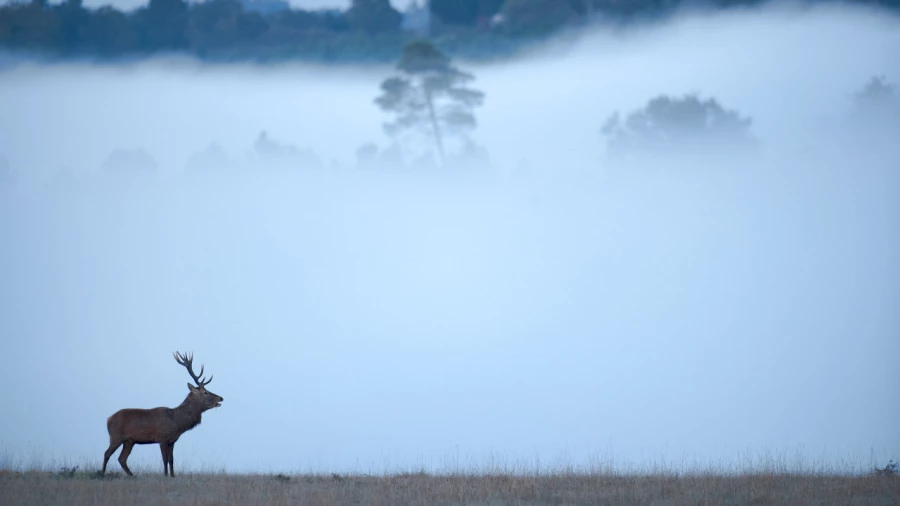 Photo d'un cerf pendant le brame du cerf par Amar Guillen, Artis