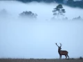 Photo d'un cerf pendant le brame du cerf par Amar Guillen, Artis