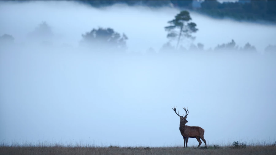 Photo d'un cerf pendant le brame du cerf par Amar Guillen, Artis