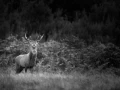 Photo de cerfs en noir et blanc pendant le brame par Amar Guille
